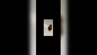 Piss n shit - video 2, ScatKings.com Scat Porn 18 ScatKings.com Scat Porn